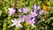 PICTURES/Pipeline Trail & Wildflowers/t_Desert Hyacinth.JPG